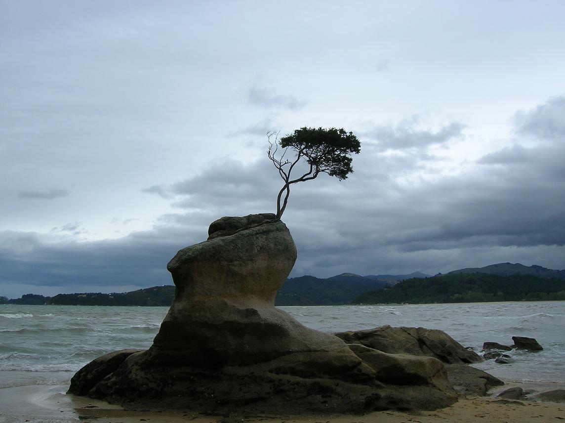 Ein Bonsai-Baum in freier Wildbahn