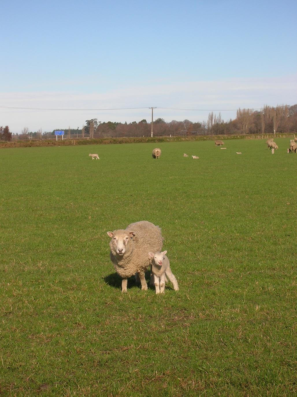 Von links nach rechts: Schaf (groß), Schaf (klein)