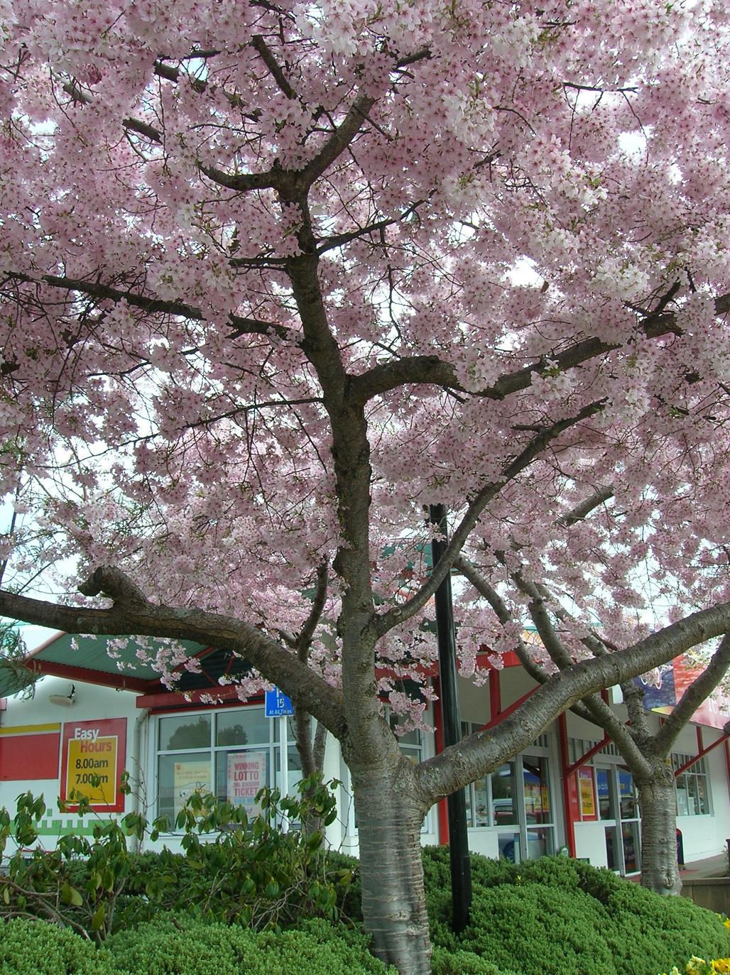 Ein Blossom Tree